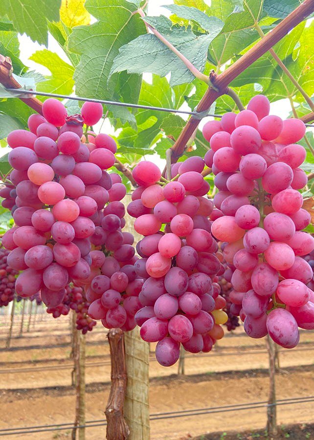 Dia de Campo voltado para cultivo de uvas de mesa será realizado em Petrolina; veja como se inscrever