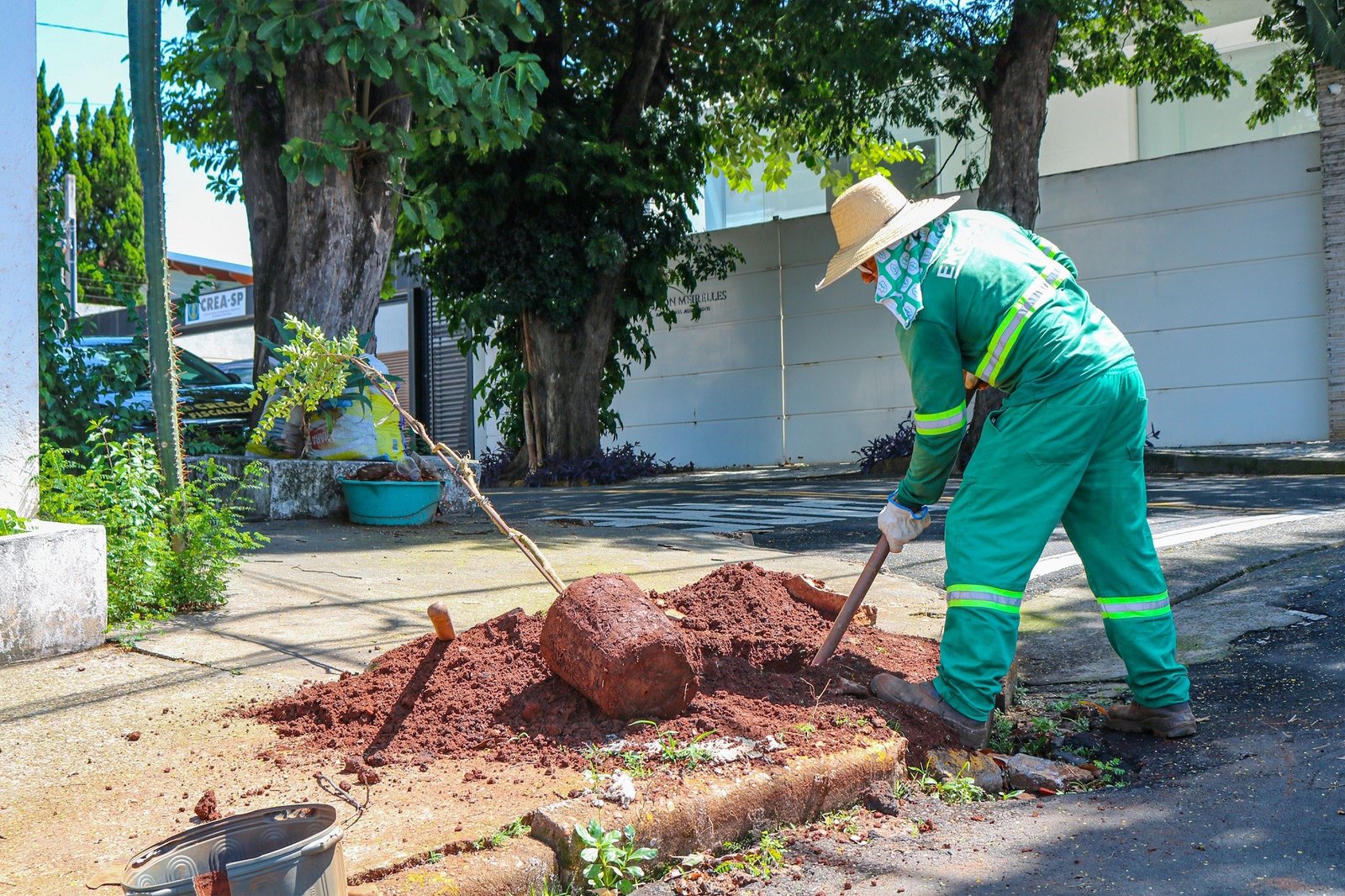 Piracicaba tem 1.300 árvores em situação de risco; entenda cenário e ações de manejo