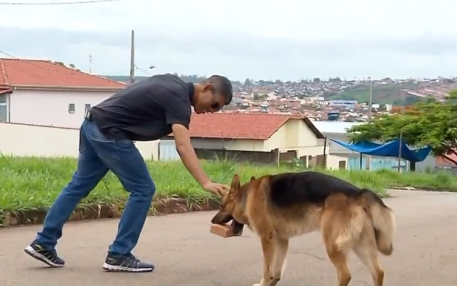 Mestre de obras? Conheça cachorro apaixonado por tijolos em MG