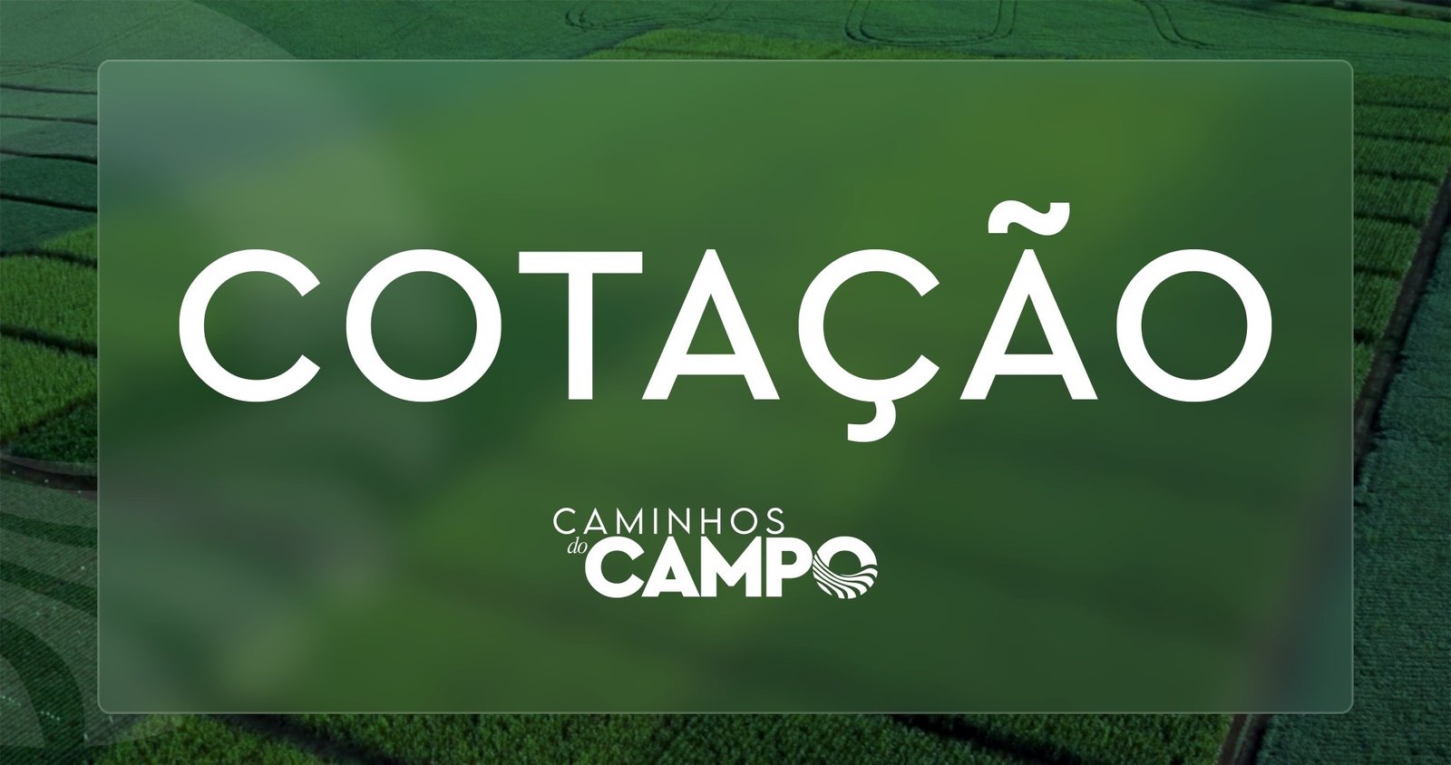 Variedades de pepino ficam mais baratas em quatro cidades: veja cotação nas Ceasas do Paraná