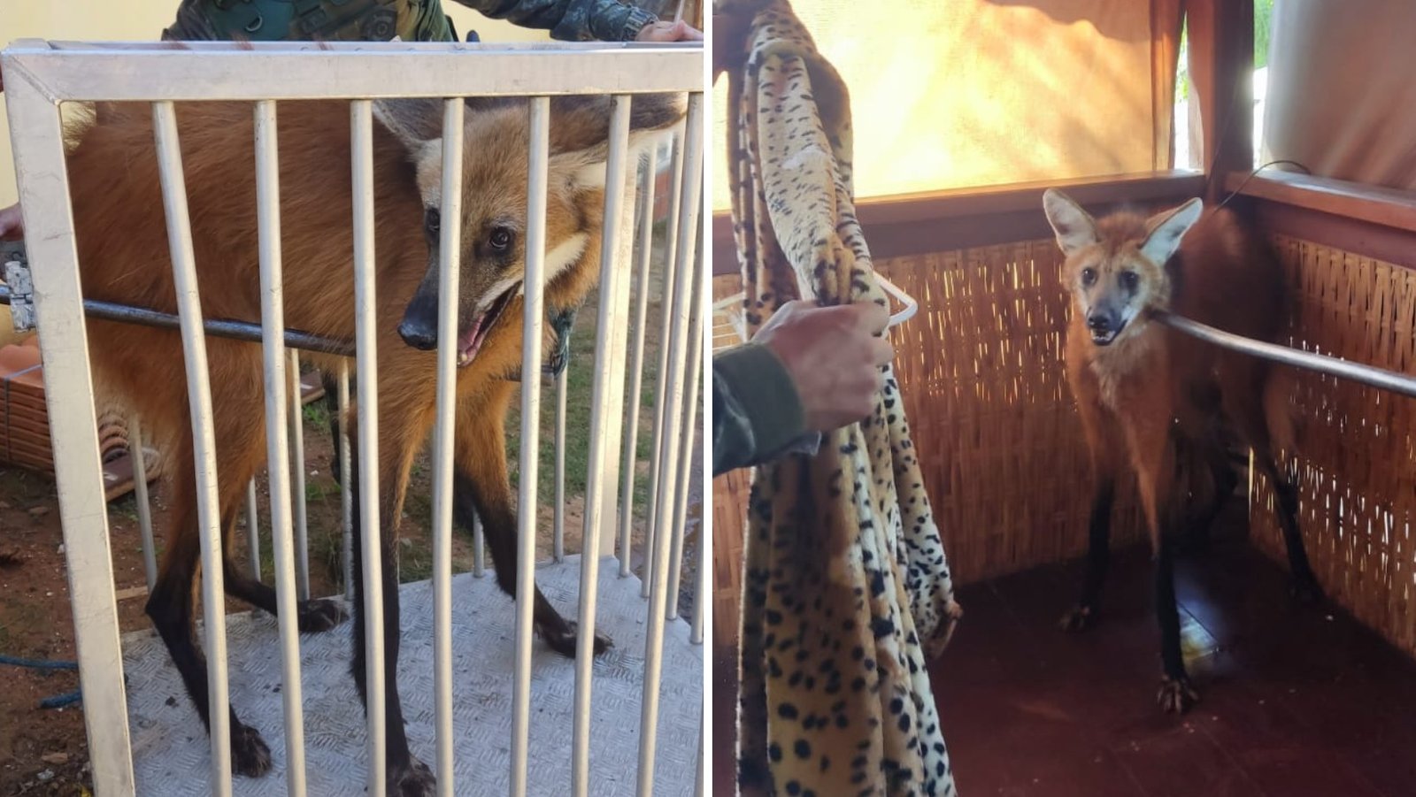 VÍDEO: Lobo-guará doente é resgatado após invadir casa em Guaratinguetá, SP