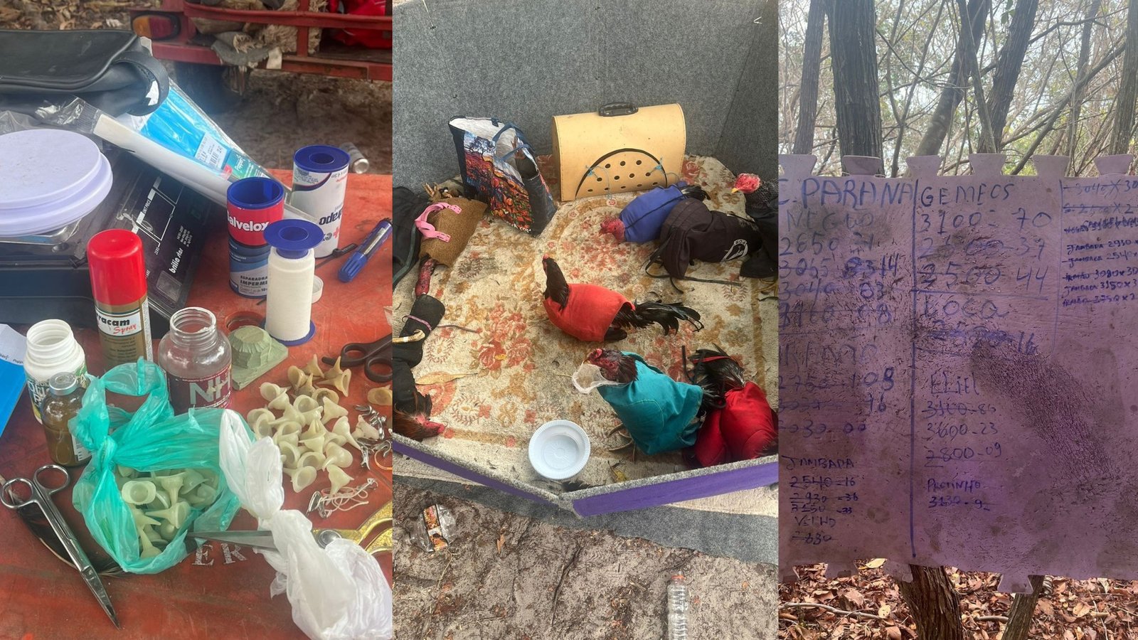 Polícia apreende 10 galos usados em rinhas dentro de fazenda no Marajó