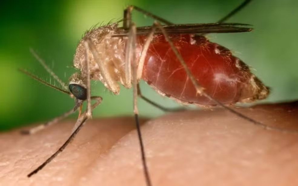 Em meio ao aumento nos casos de Oropouche em 2024, MPF e MP recomendam medidas de prevenção e tratamento no AC