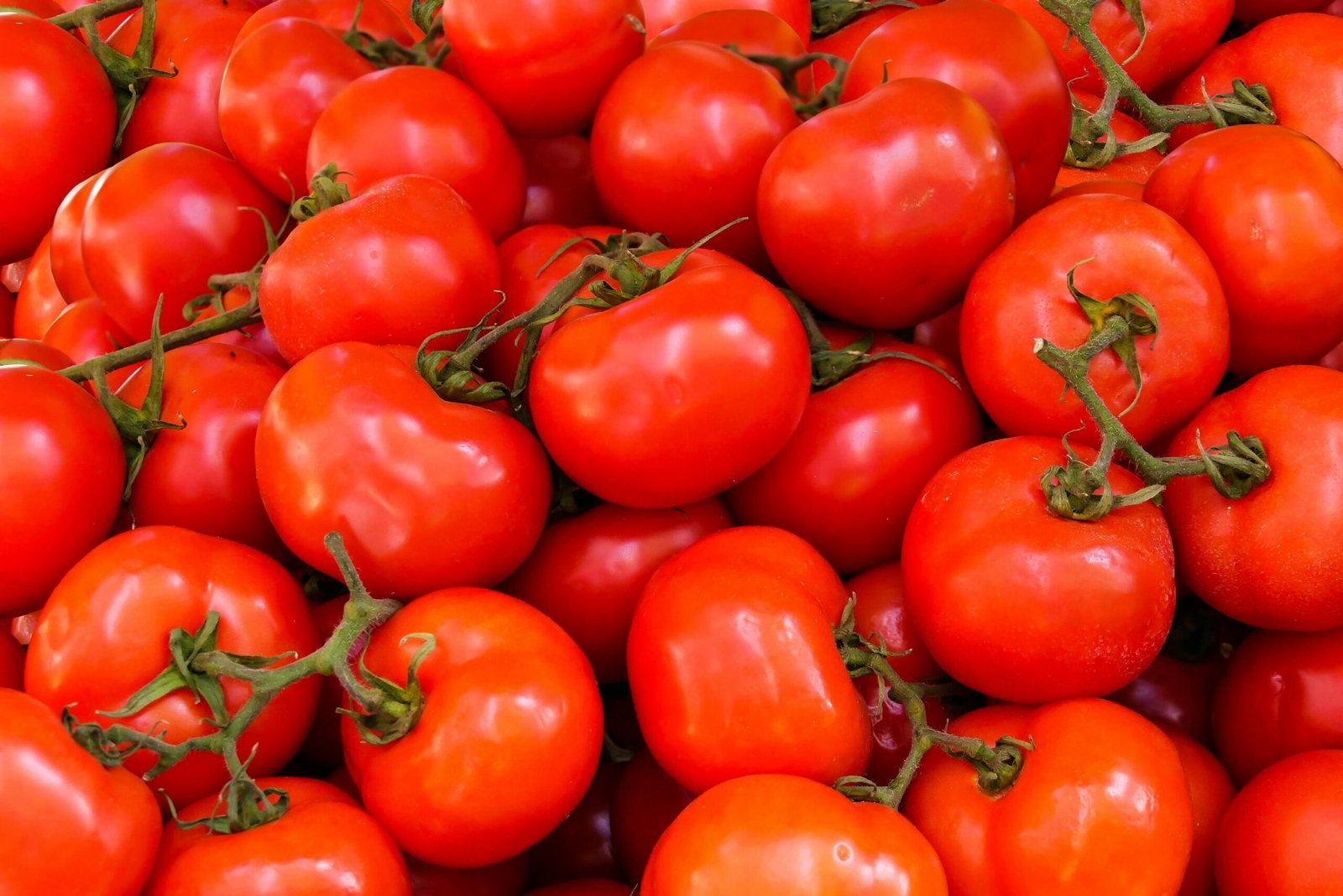 Bezerros, no Agreste de Pernambuco, é o maior produtor de tomates de Pernambuco, diz IBGE