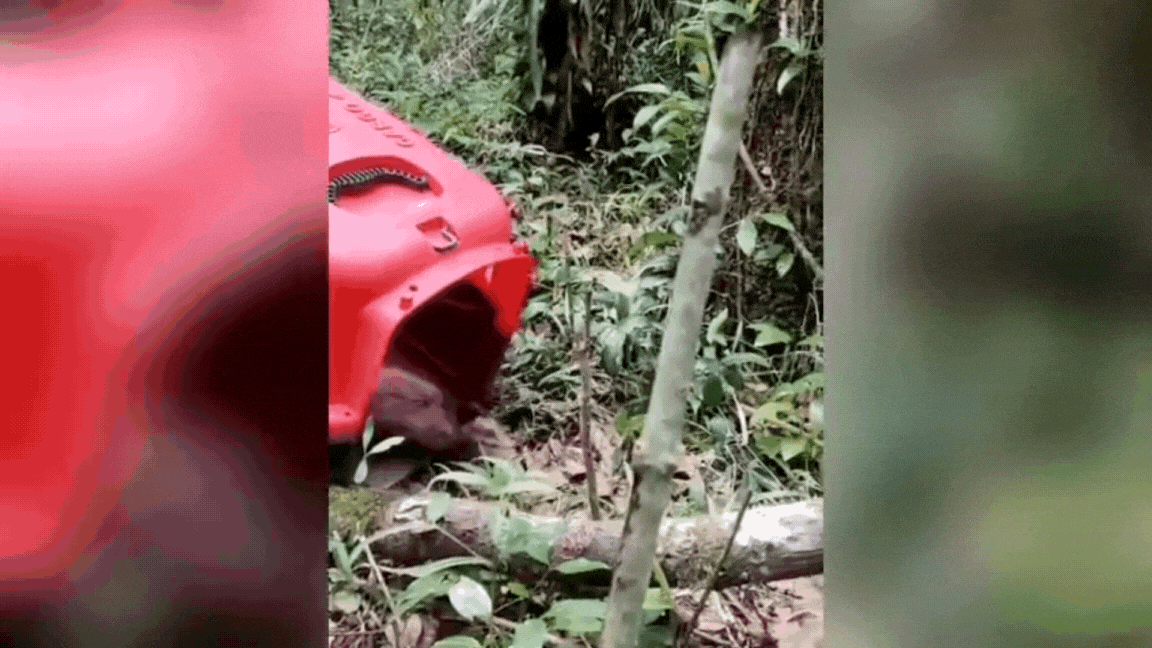 Saruê cria ‘toca’ em árvore de quintal e é resgatado no litoral de SP; VÍDEO