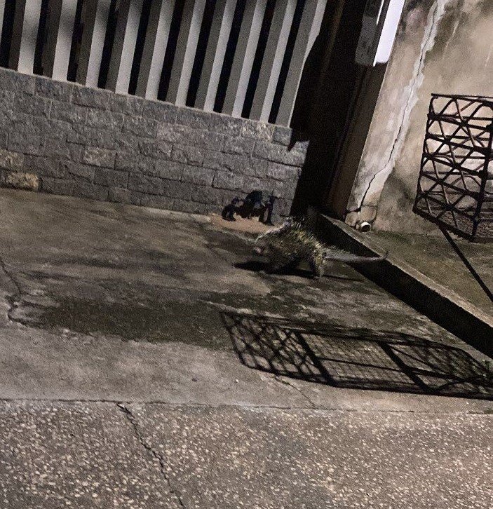 Tatu e porco-espinho: animais silvestres são vistos em áreas urbanas de Porto Velho