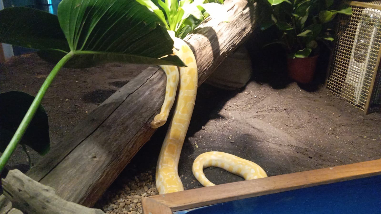 ‘Capitu’: píton albina do Bioparque tem nome escolhido após votação popular