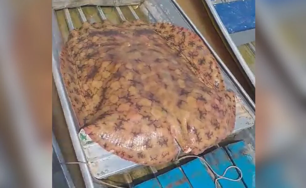Pescadores registram captura de arraia gigante no interior do Acre
