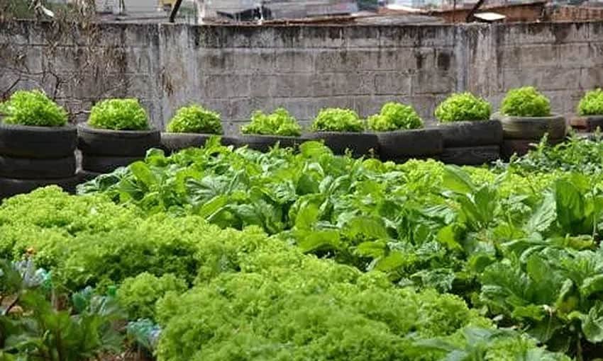 Acre deverá incluir 400 famílias no Programa de Fomento Rural em 2025