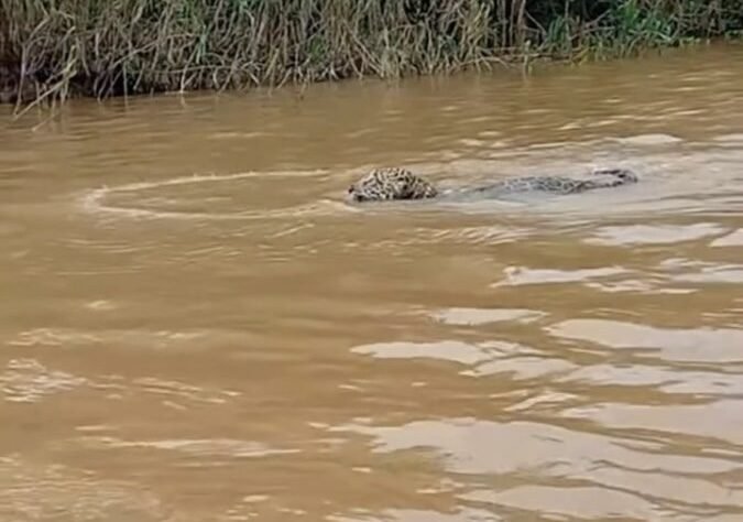 Onça pintada surge atravessando rio Juruá e assusta pescadores