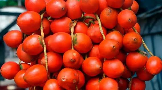 Pupunha pode chegar a R$ 80 o cacho em Cruzeiro do Sul