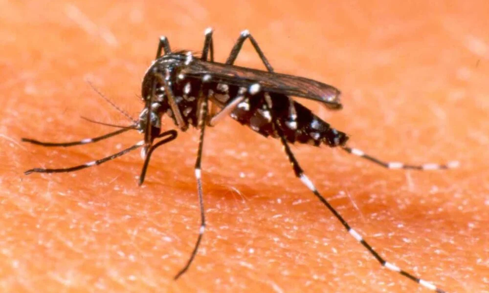 Alta incidência de dengue faz Ministério da Saúde atuar no Acre até este sábado (15)