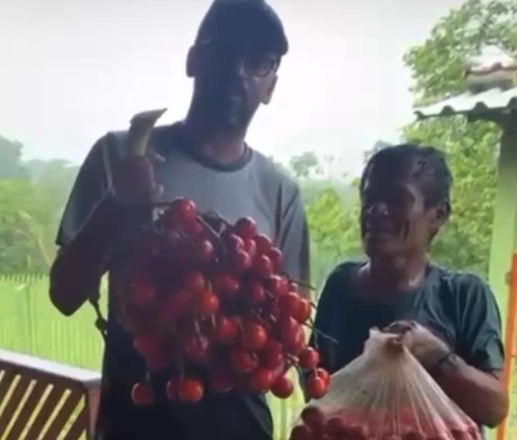 Vídeo: Vereador de Marechal Thaumaturgo quase é picado por cobra escondida em cacho de pupunha