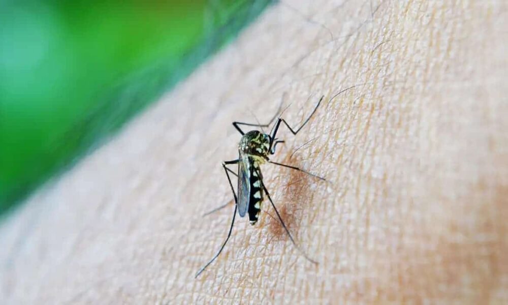 Rio Branco, Cruzeiro do Sul e Tarauacá lideram casos de dengue no Acre