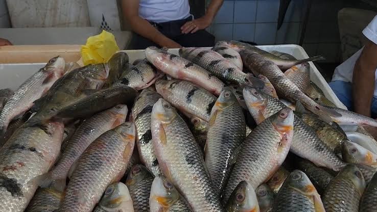 Preço do peixe dispara em Cruzeiro do Sul antes mesmo da Semana Santa