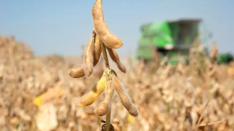 Produção agrícola do Acre amplia, com destaque para milho, soja e mandioca
