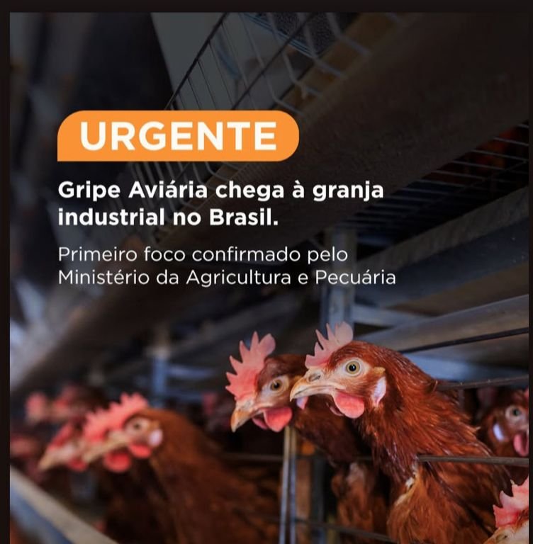 Surto de Gripe Aviária H5N1: RS Instala Barreiras de Contenção em Montenegro