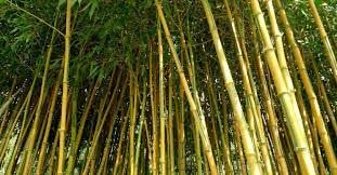 De Áreas Multadas pelo Desmatamento ao Exemplo de Sustentabilidade: Como Bambu e Frutíferas Podem Transformar o Futuro das Propriedades Rurais