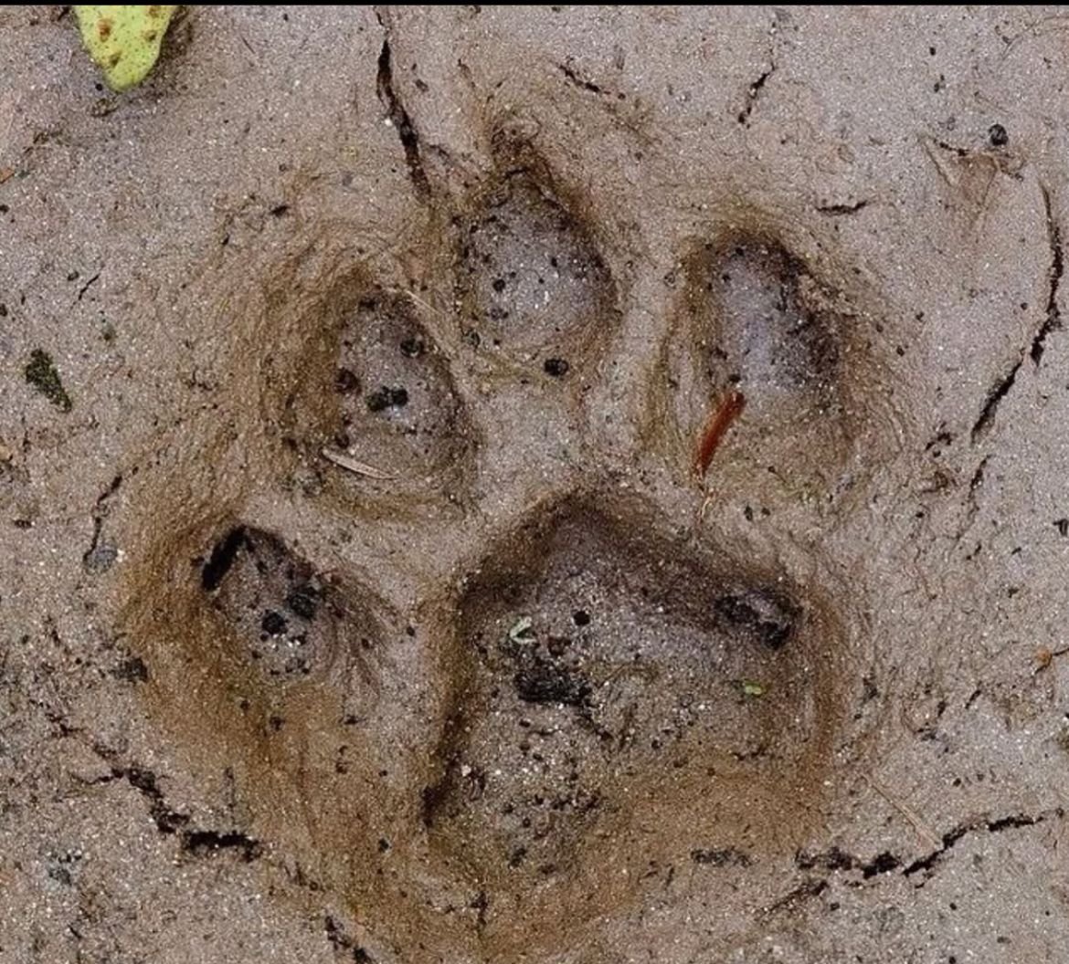 Aparição de pegadas de onça-pintada causa apreensão entre moradores do Bairro Guarani, em Mâncio Lima