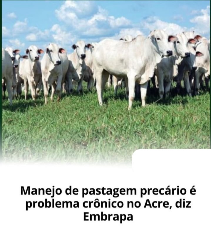 Manejo inadequado de pastagens é apontado como problema estrutural no Acre, segundo Embrapa
