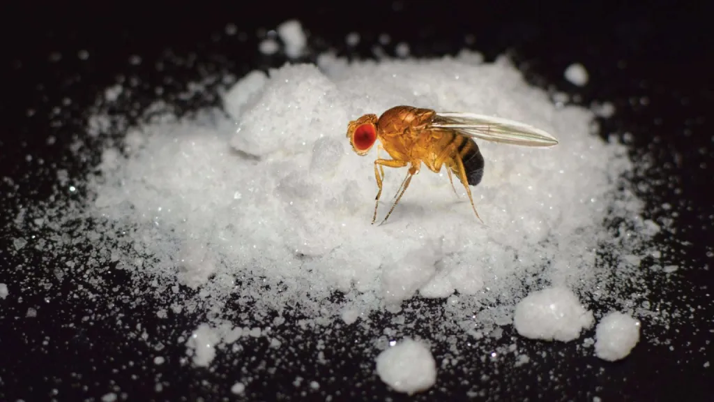 Saiba por que cientistas viciaram moscas em cocaína