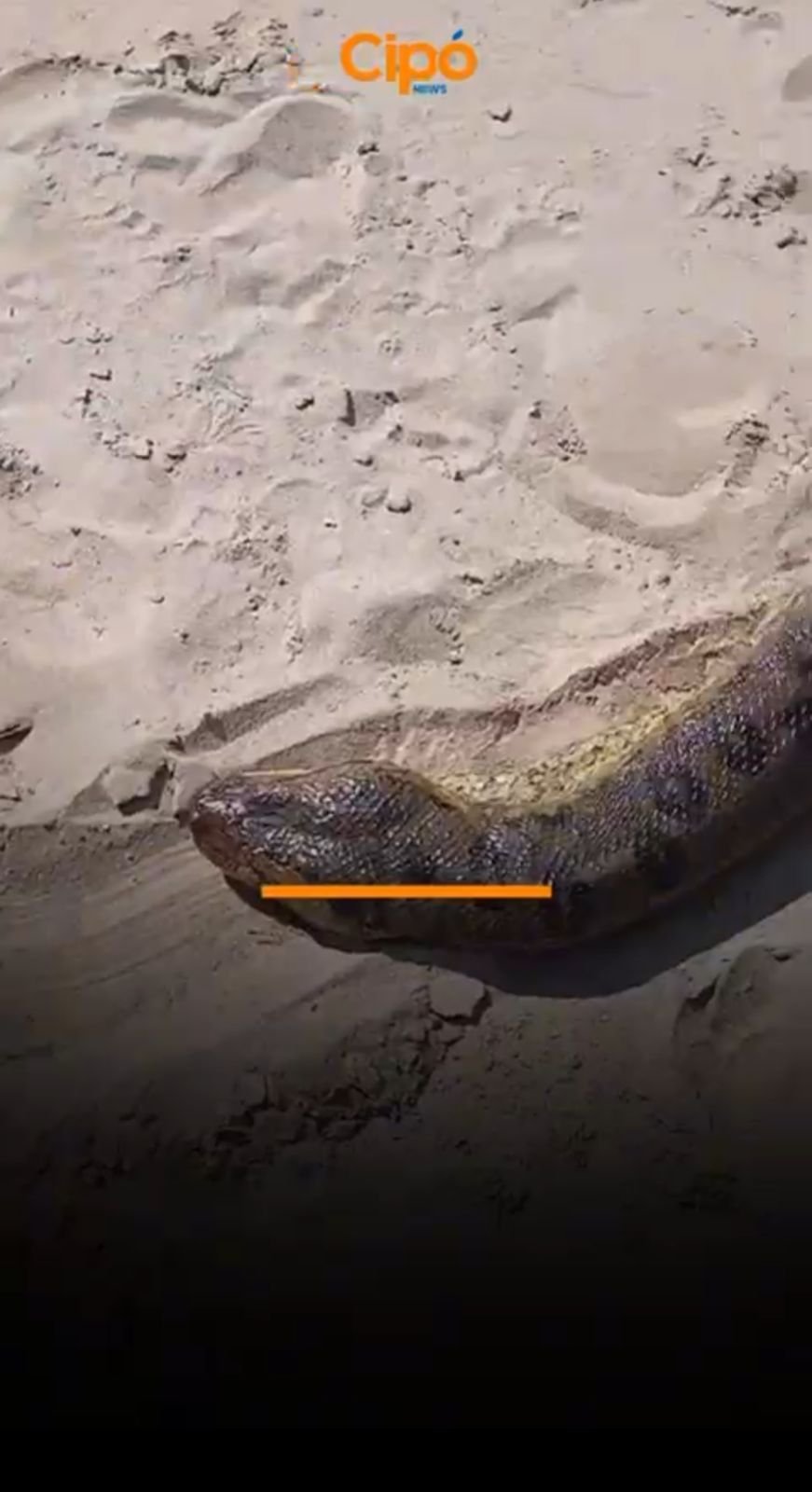 Pescadores encontram sucuri de grandes proporções em armadilha no Rio Juruá