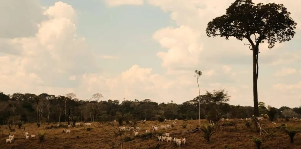 Um em cada 25 acreanos vive em áreas de florestas protegidas