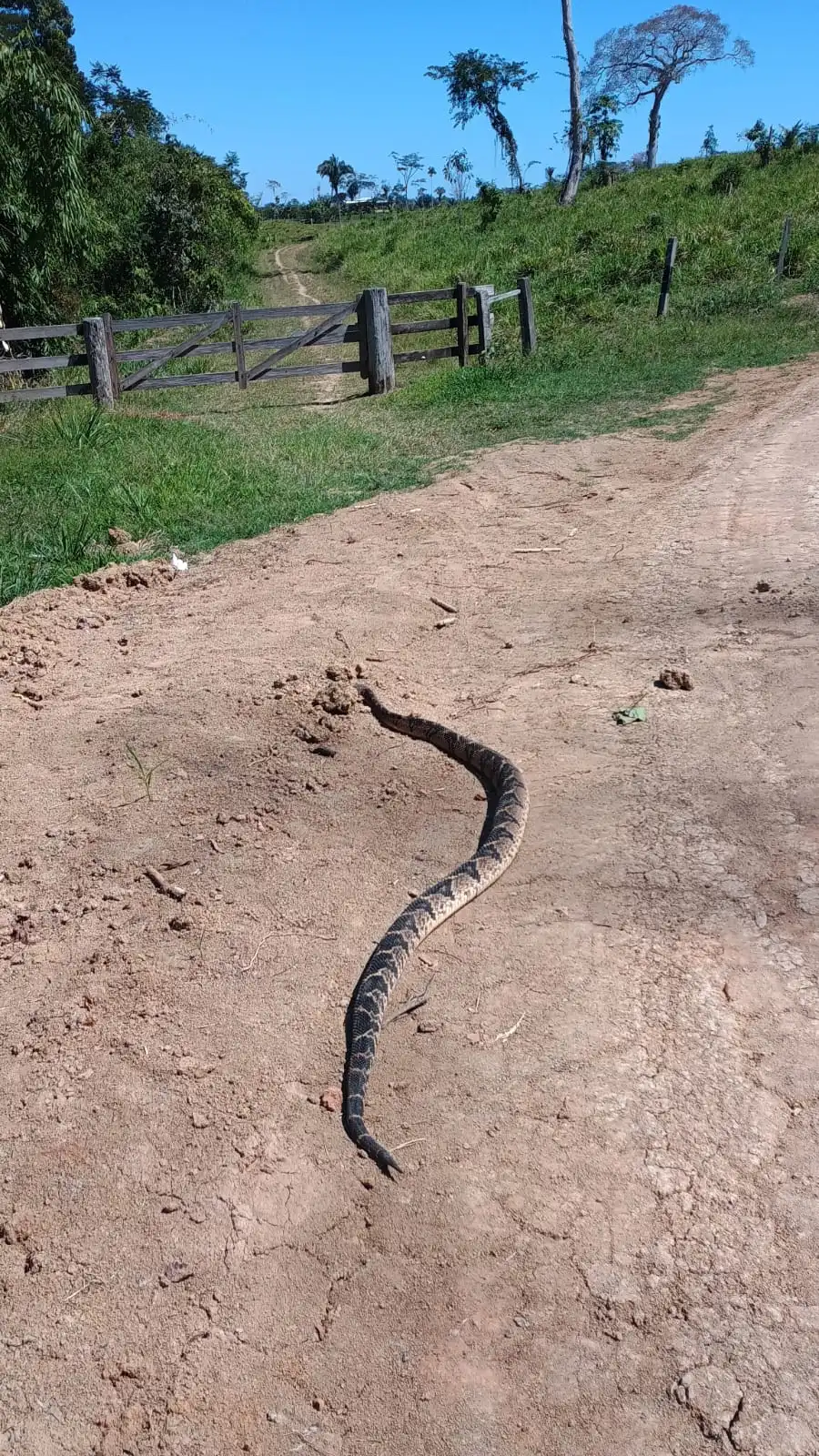 Maior serpente peçonhenta da América Latina ataca no ramal no interior do Acre