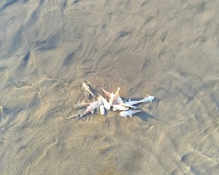 Governo envia equipe para investigar mortandade de peixes no Rio Muru