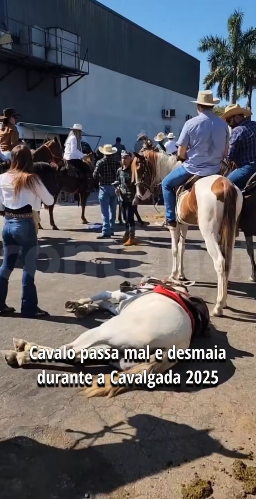 Cavalo desmaia durante cavalgada de abertura da Expoacre 2025 em Rio Branco