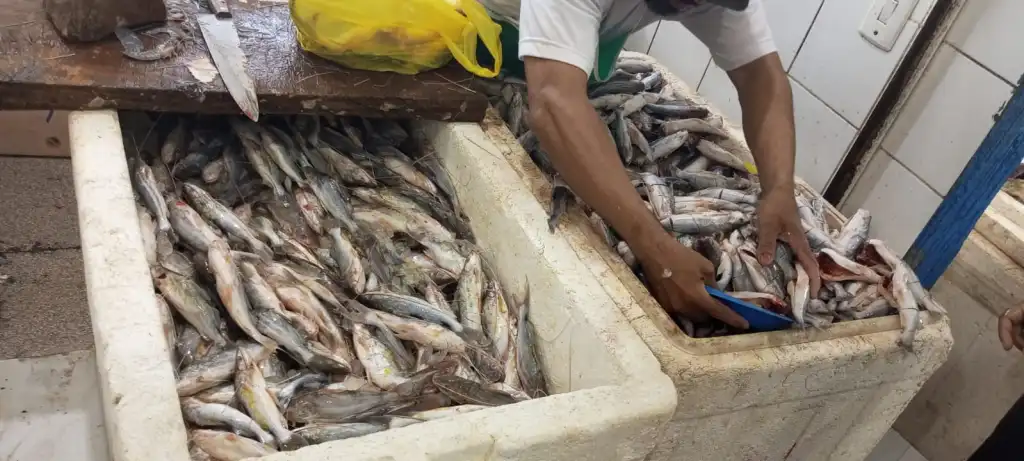 Piracema movimenta venda de peixe em Cruzeiro do Sul