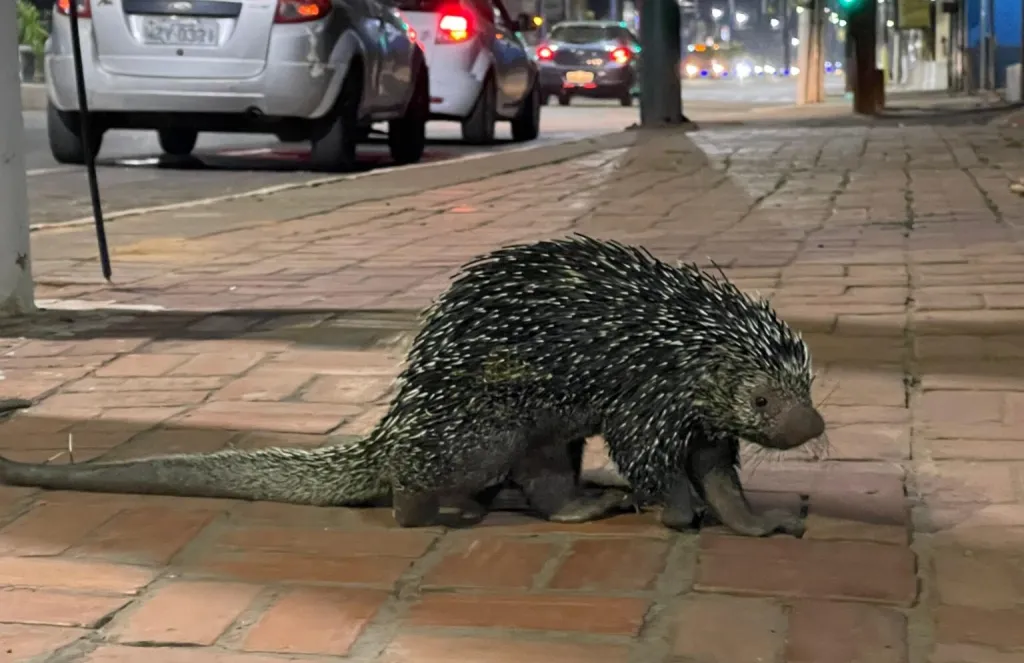 Porco-espinho gigante tenta atravessar pista em Rio Branco, quase é atropelado e mobiliza bombeiros