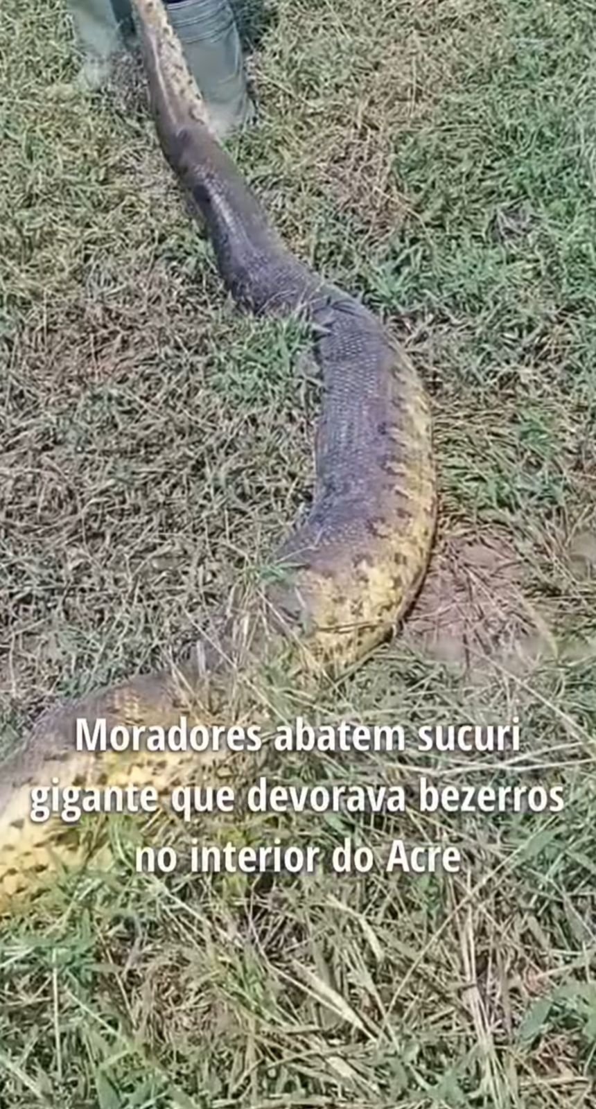 Moradores abatem sucuri gigante no interior do Acre