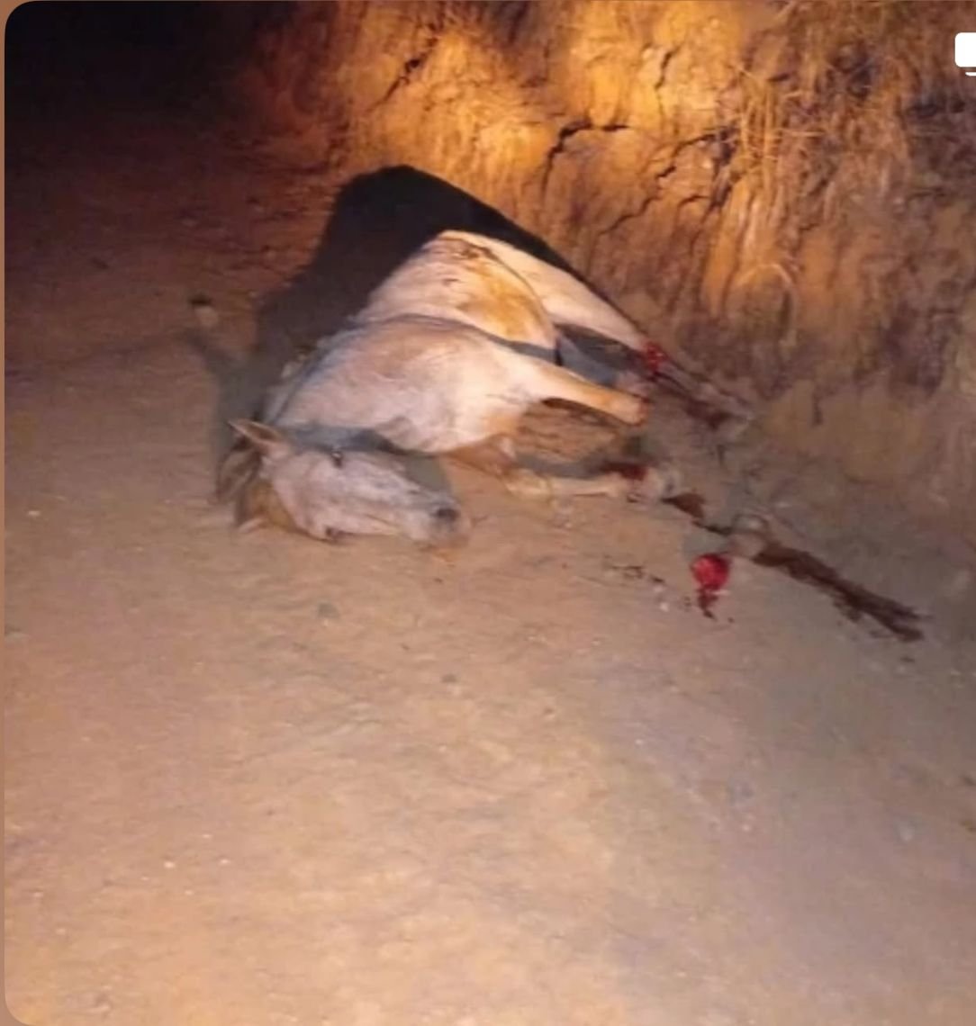 Cavalo é morto com golpes de facão no interior de SP; Polícia Civil investiga o caso