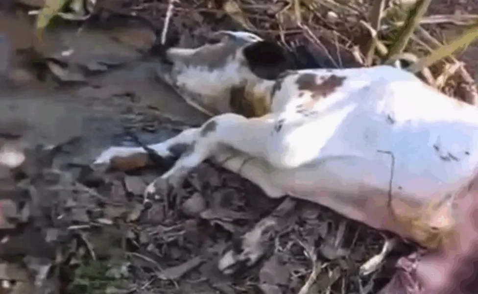 Onça ataca e mata bezerro em fazenda de Sena Madureira