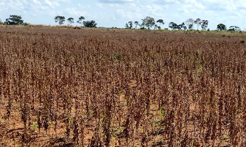 Novas regras para controle da ferrugem asiática da soja são definidas no Acre
