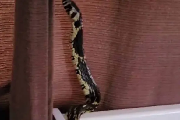 Cobra de 2 metros é encontrada dentro de berço de bebê