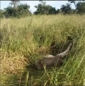 Dois ataques de onça são registrados em fazenda no Ramal da Bahia, em Rodrigues Alves