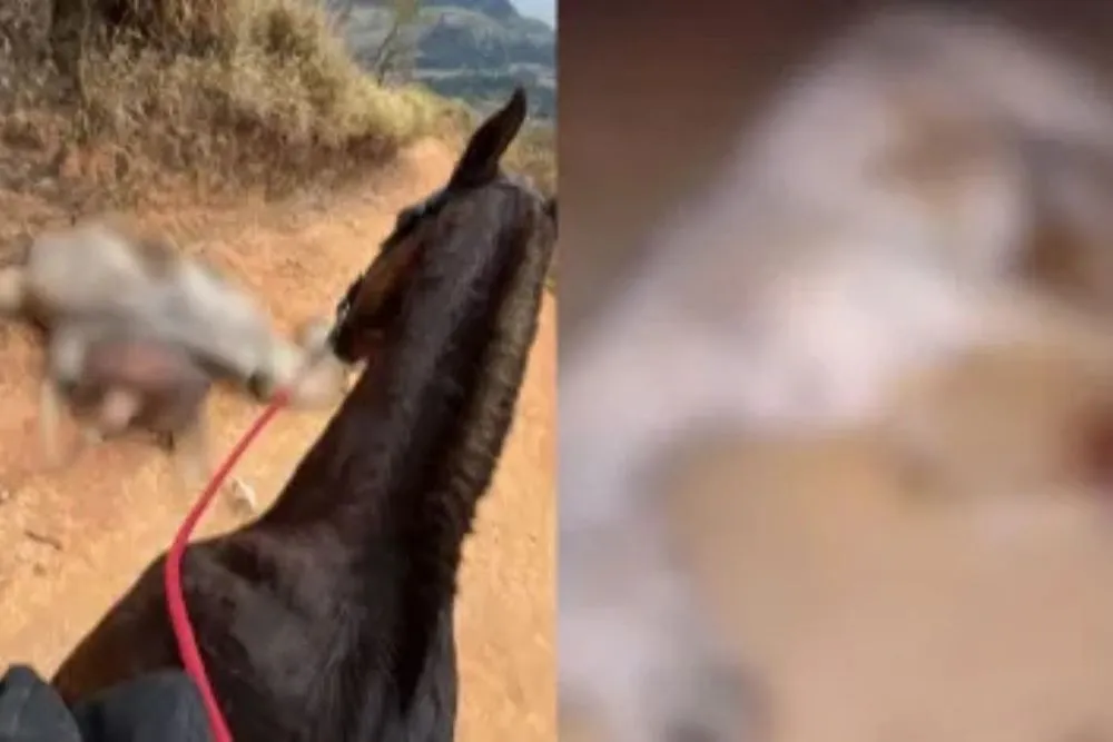 Suspeito de mutilar cavalo é liberado após depoimento em delegacia