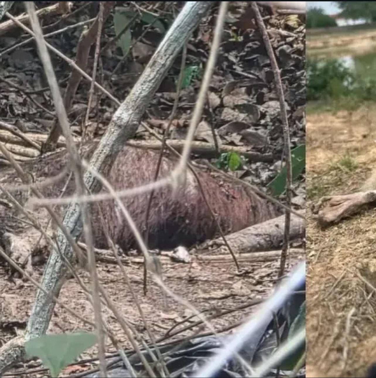 Animais silvestres são encontrados mortos no campus da Ufac em Rio Branco