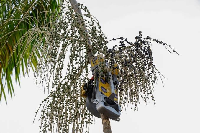 Governo Federal lança robô para modernizar a colheita de açaí na Amazônia