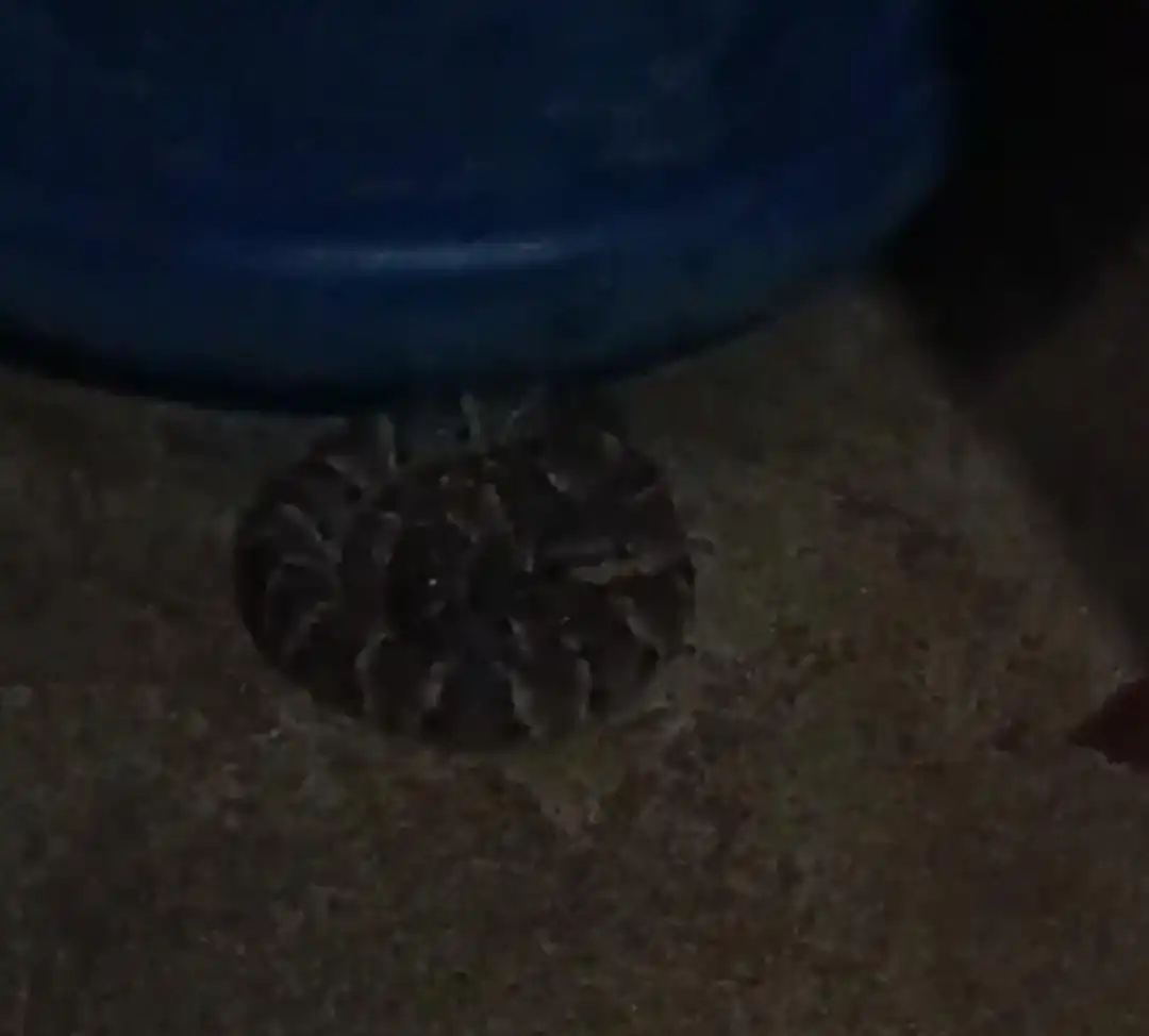 Morador encontra cobra surucucu escondida ‘bem quietinha’, no banheiro de casa, no Liberdade; ASSISTA