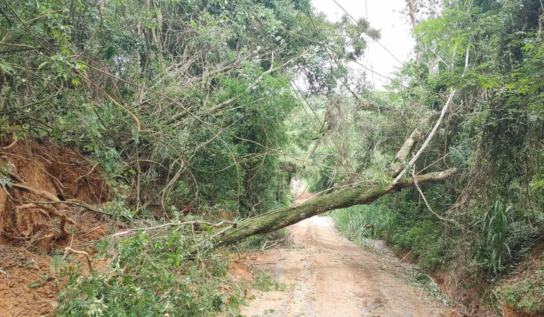 Mulher morre após ser atingida por árvore em área rural de Cruzeiro do Sul