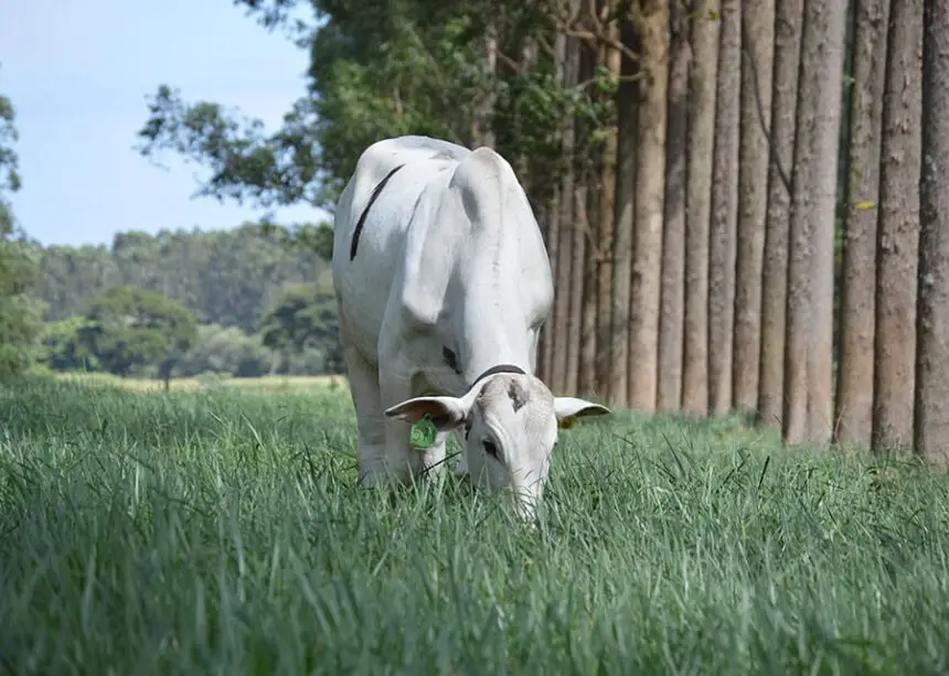 Pecuaristas se preparam para o início das chuvas no Acre