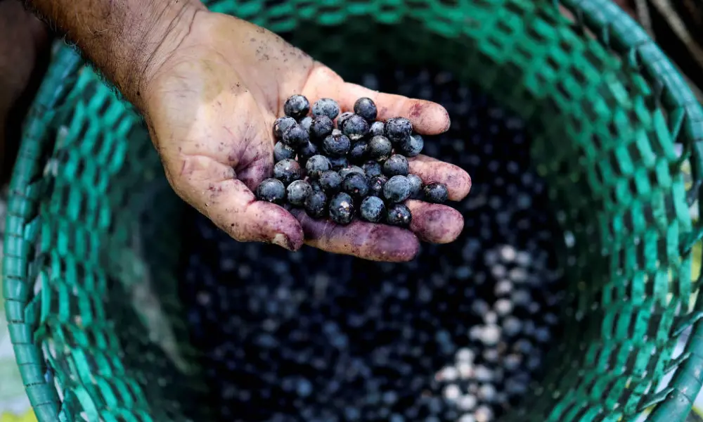 Produtores de açaí do Acre são contemplados com bônus do Pronaf em outubro
