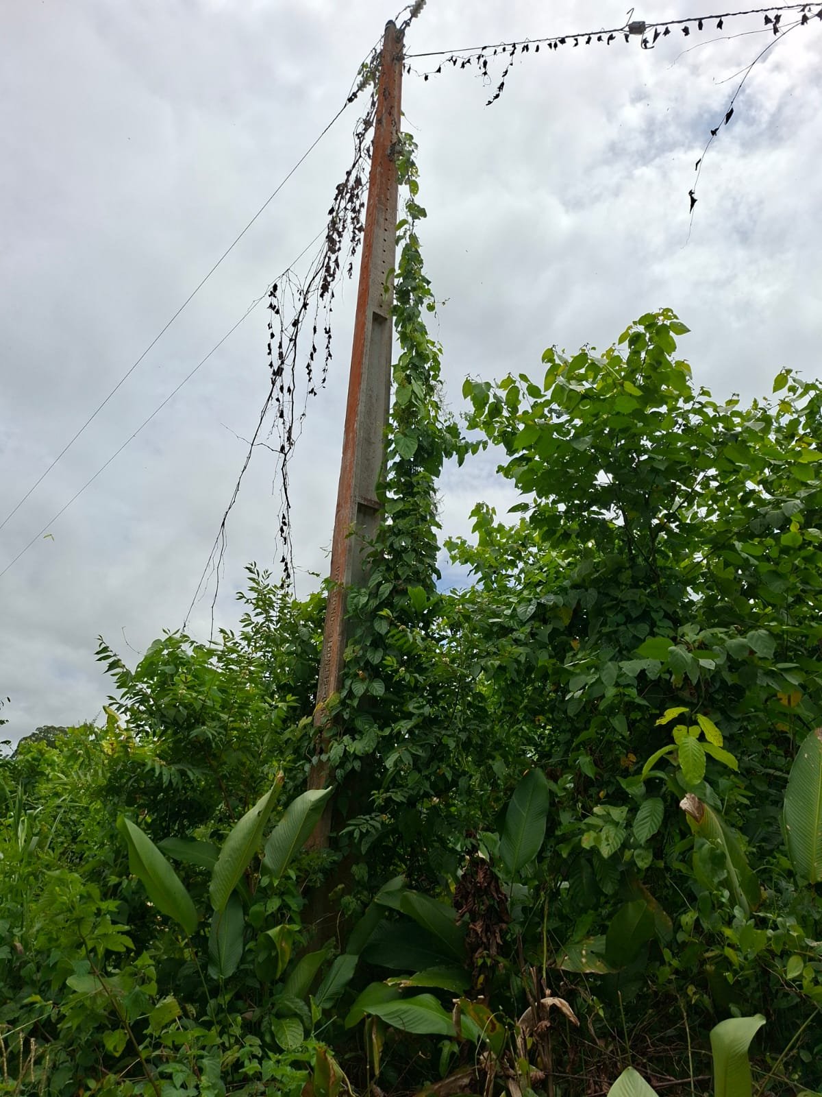 Mais de 300 famílias sofrem com abandono do Ramal Vitória ao Grajaú e vivem há dias sem energia elétrica em Porto Walter