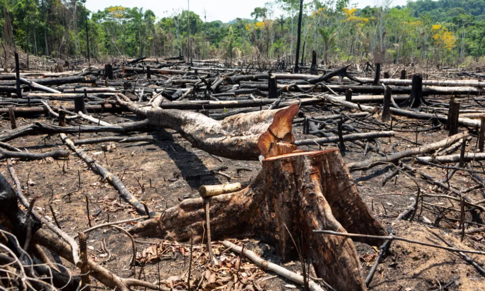 Acre fica entre os estados com maiores índices proporcionais de desmatamento, aponta ranking nacional