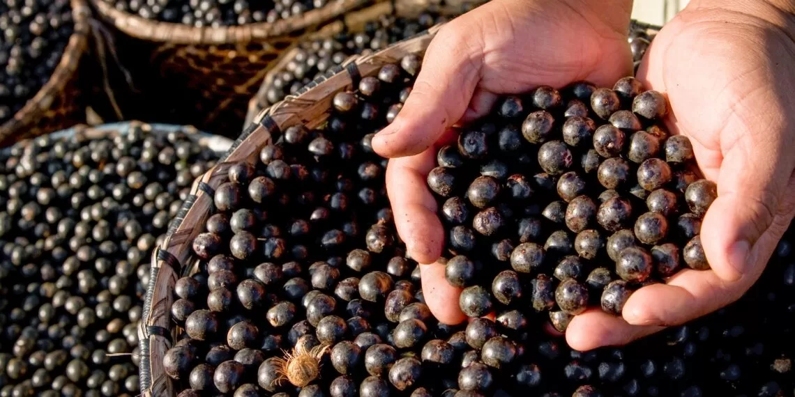 Produção de açaí no interior paulista deve acender sinal de alerta no Acre