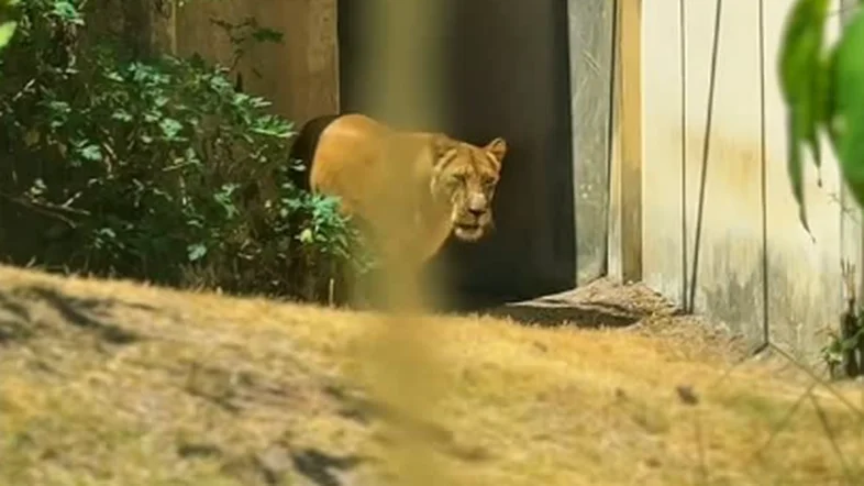 Leoa volta pela primeira vez ao local onde matou jovem que invadiu sua jaula