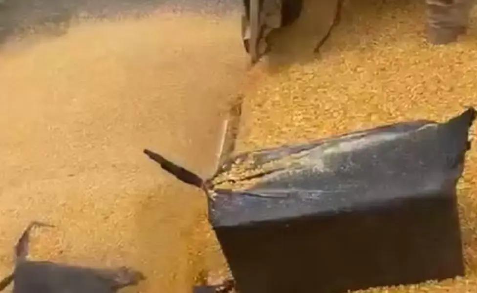 PRF apreende quase meia tonelada de cocaína em caminhão carregado de milho